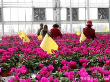 扬州高邮：每天发货30万株，花工厂绽放乡村振兴致富花