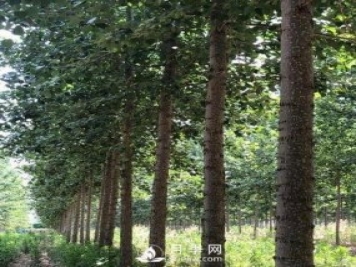 河南周口：培育出不飞絮的杨树新品种
