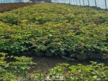 各类盆栽月季上市，南阳杯苗基地全国批发中