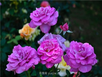 南昌滨江月季园，带你去看天下风流的江西月季花