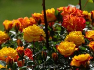 安阳市滑县森林公园月季花开放，赏花打卡正当时
