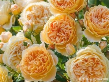 大花香水月季的养护方法，分享10种花香飘满屋