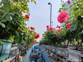 1.2万株月季盛开，南昌八一桥景观花廊拥抱春景
