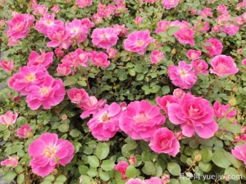 仙境盆栽月季杯苗粉色丰花，绿化工程批发