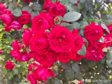 6款红色系的藤本月季品种，适合打造网红花墙