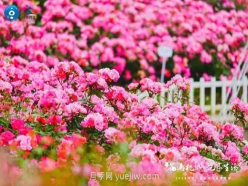 2024年第二届杭州市月季花展举办，赏500万株月季