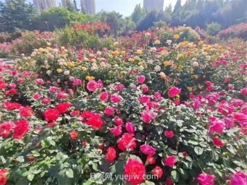 郑州月季公园40万株月季竞相绽放，感受花漾生活