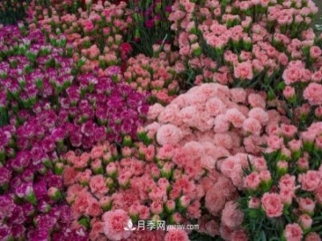 中国6大花市，全国花卉批发市场介绍