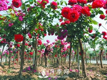 新品“月季树”为北京市花添色彩，居然引种自南阳内乡