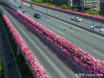 杭州高架月季初开，2024年又到走花路时间