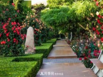 秦皇岛适合养月季花，市花和市树是什么